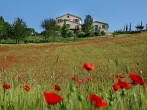House with poppies